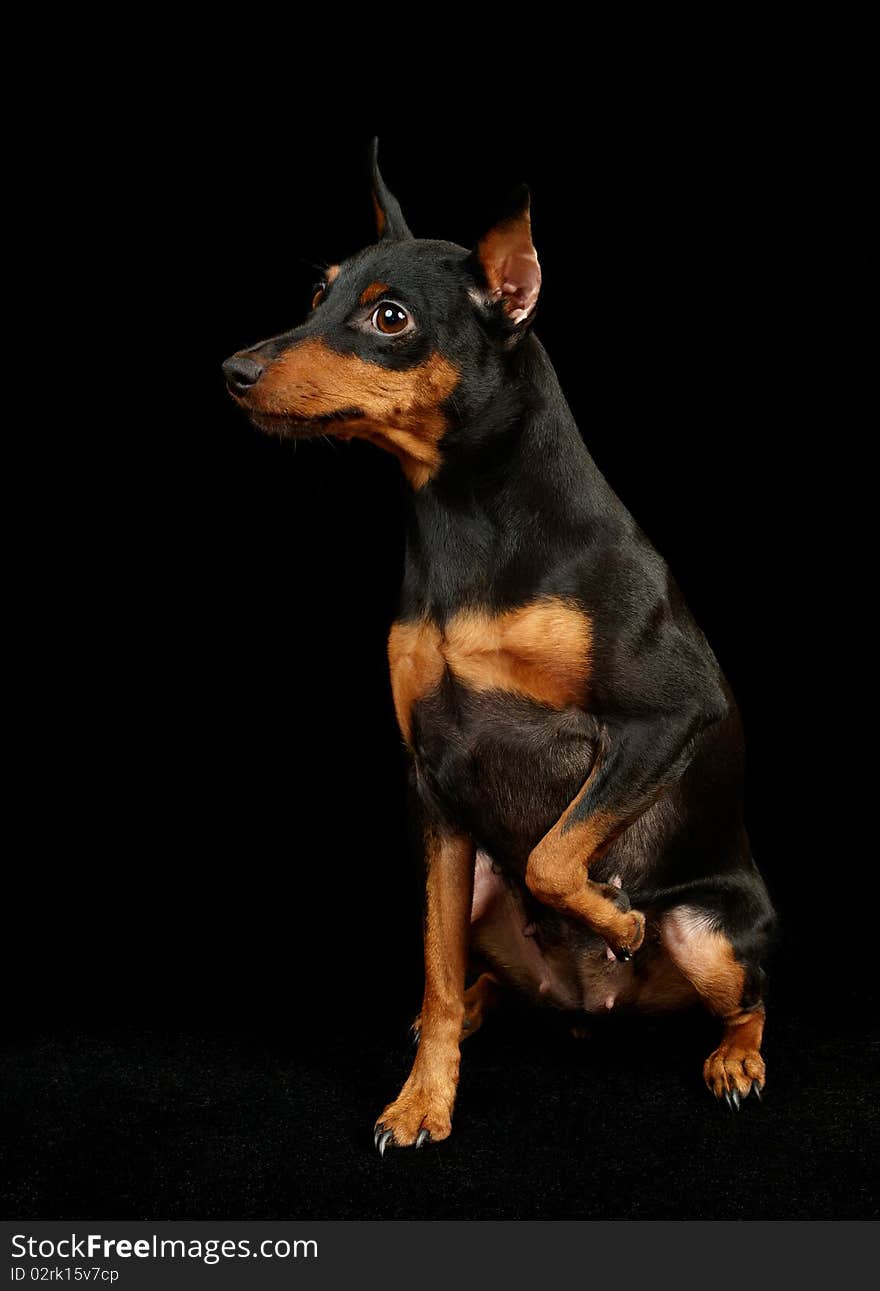 Black Miniature Pinscher