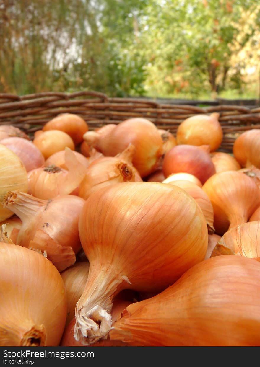 A Basket Of Onions.