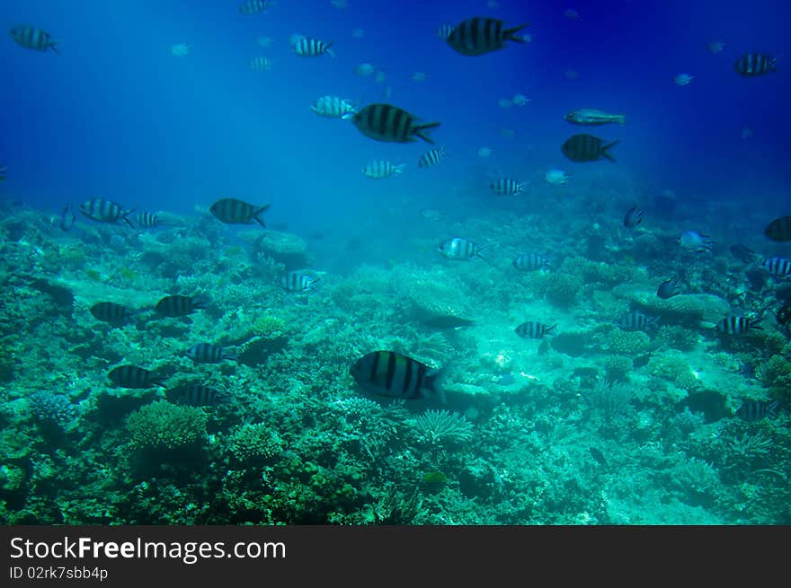 Underwater landscape of Red sea. Underwater landscape of Red sea.