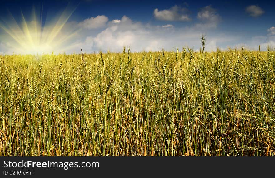 Golden, Ripe Wheat Against Blue Sky Background.