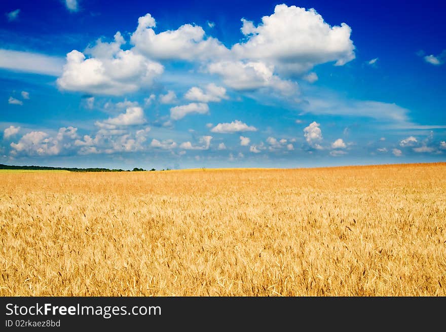 Amazing yellow field of wheat.