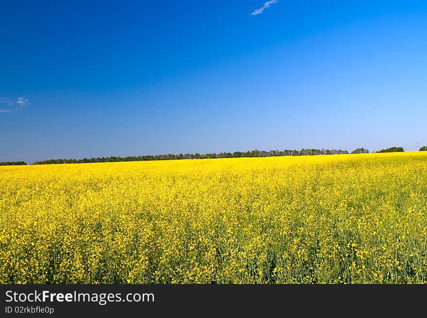 Wonderful  golden rapeseed field.