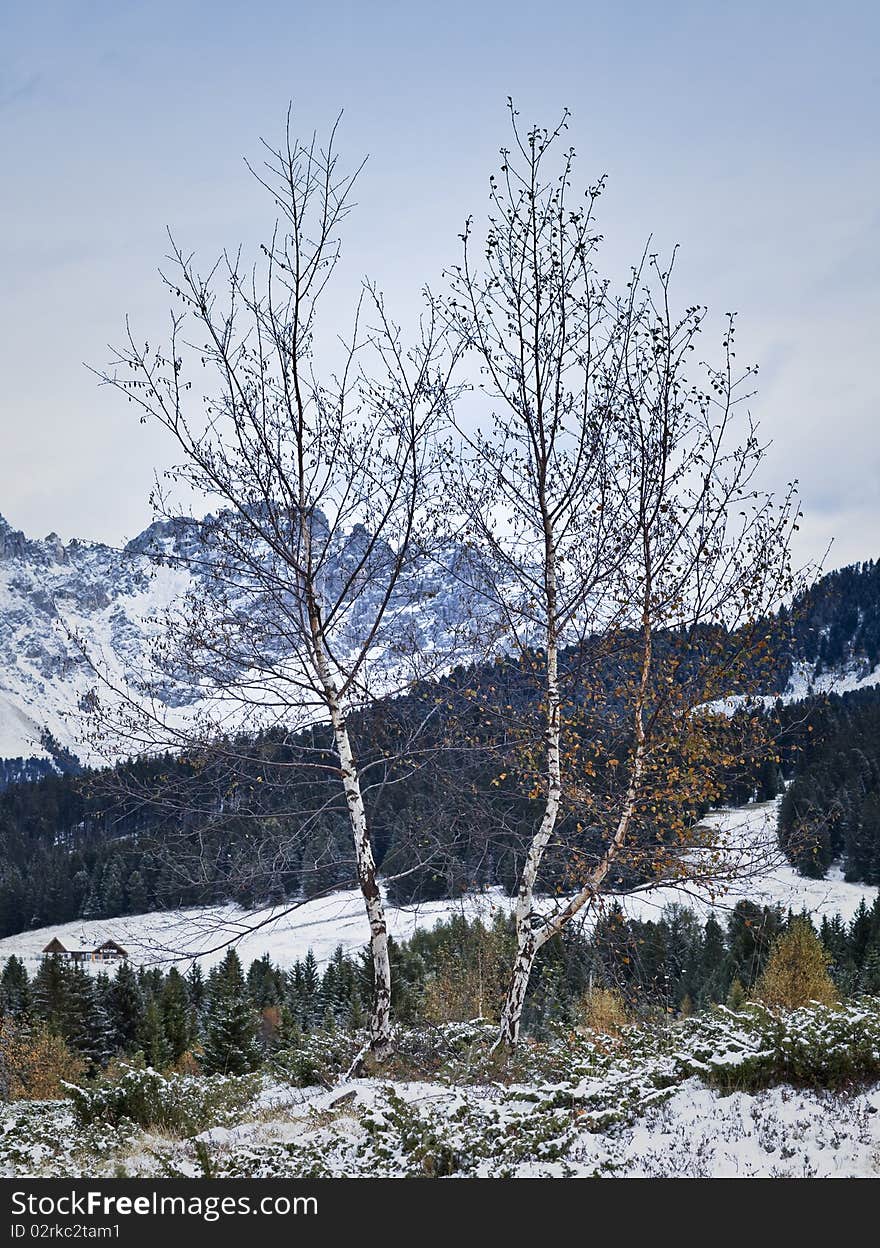 Defoliated birches now waiting for the snow of winter,dolomites, italy. Defoliated birches now waiting for the snow of winter,dolomites, italy