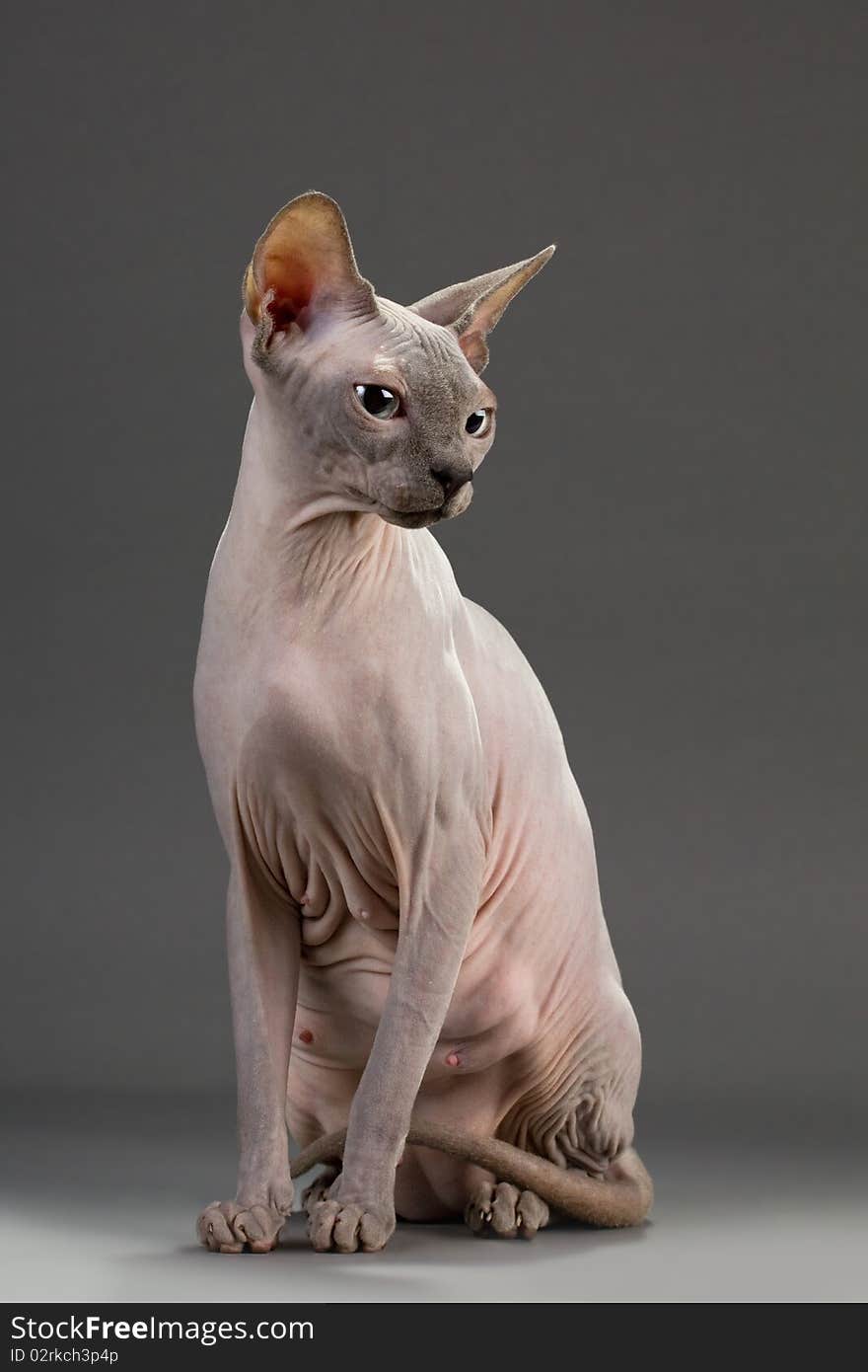 Sphynx