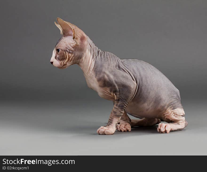 Sphynx