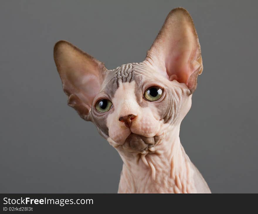 Sphynx