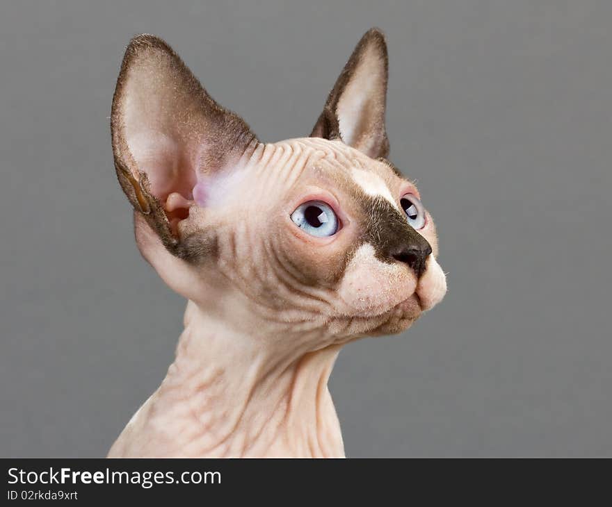 Sphynx