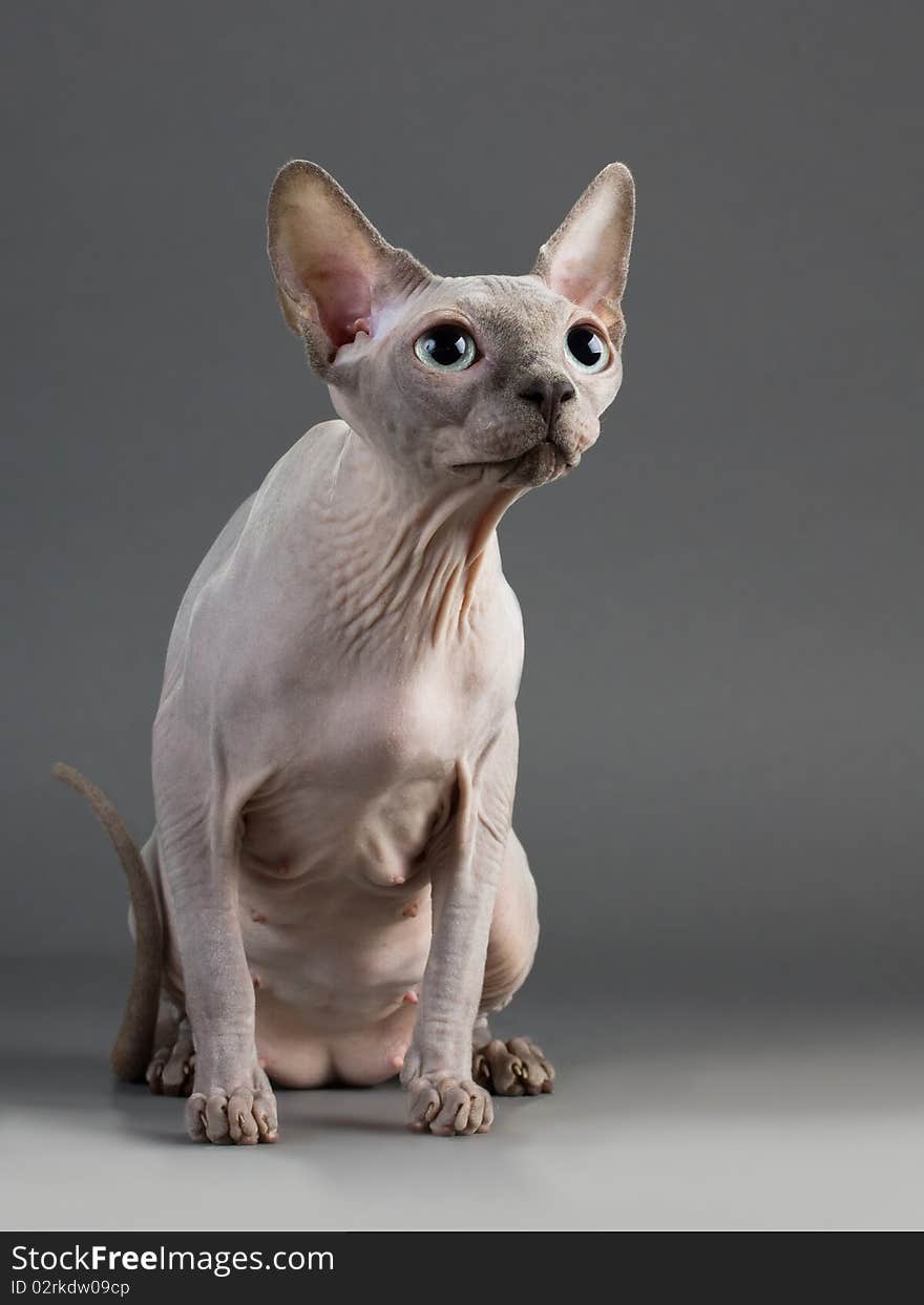 Sphynx