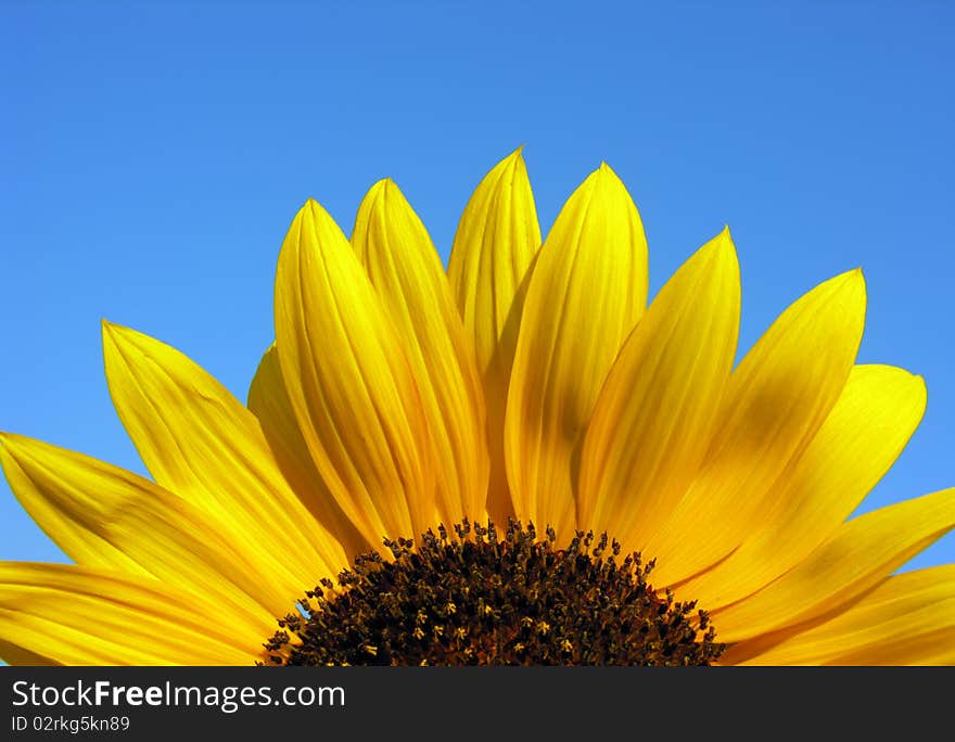 Blooming sunflower