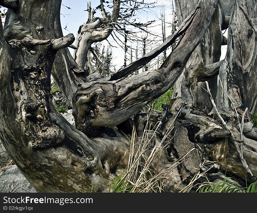 Trees after fires and natural disasters. Trees after fires and natural disasters