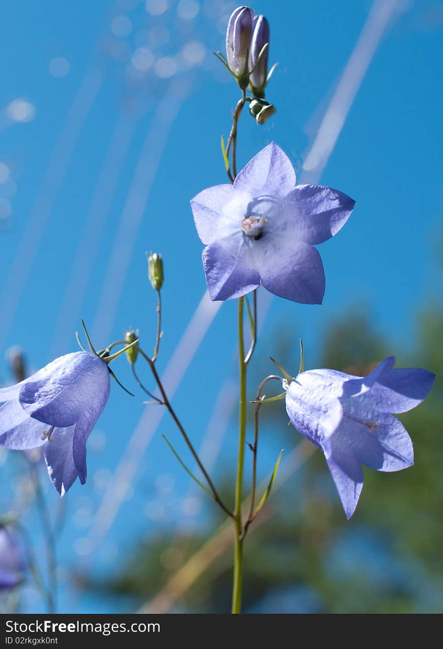 Flowers hand bells and blue sky