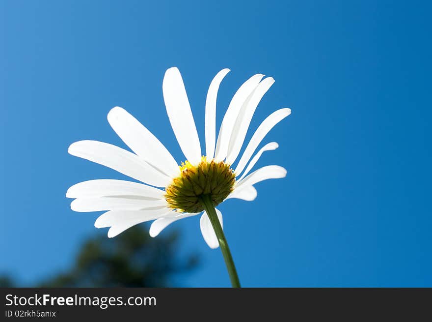 Beautiful white camomile and butterfly