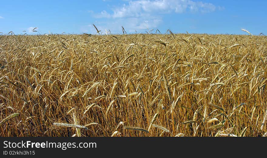 Cereal field