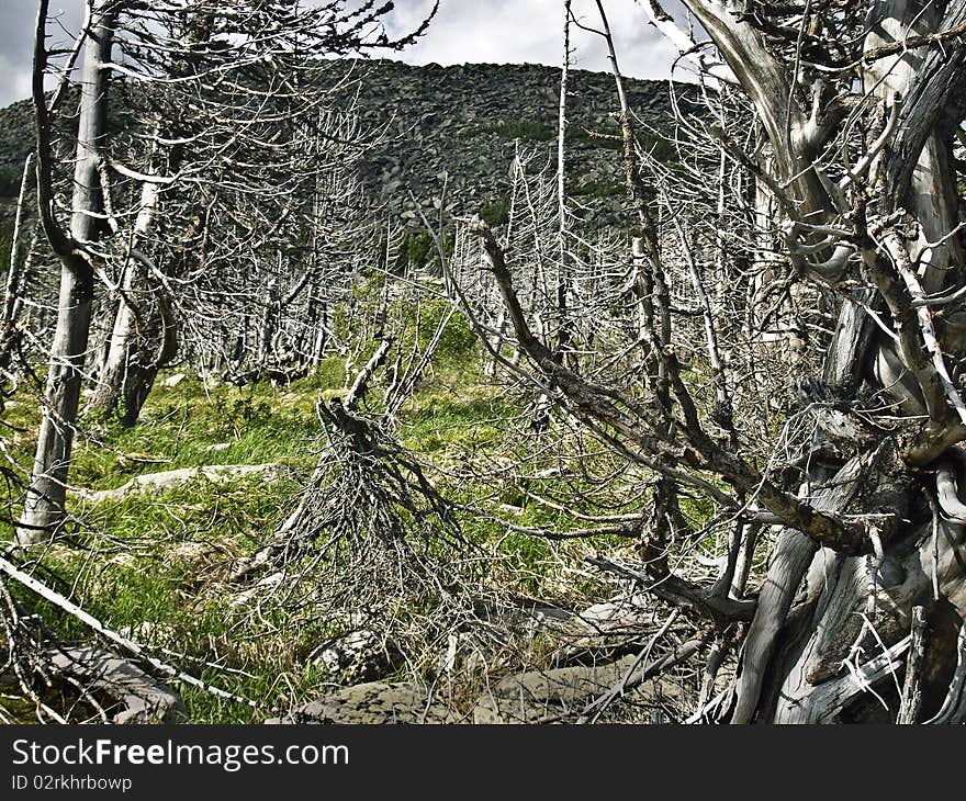 Trees after fires and natural disasters. Trees after fires and natural disasters