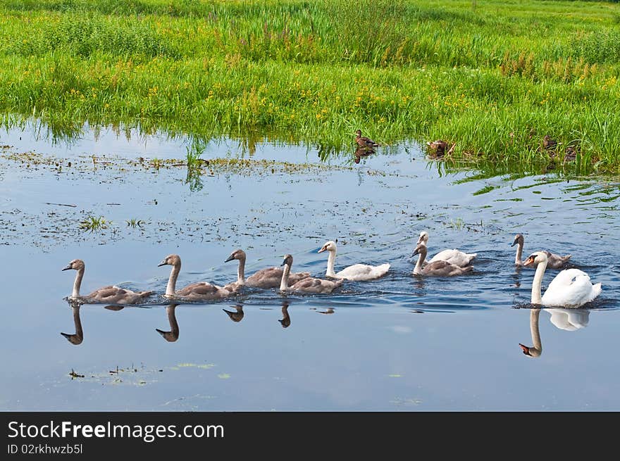 Swans Family In Water