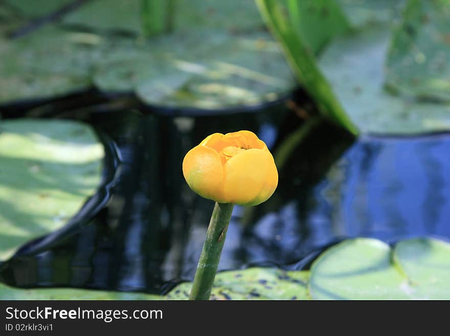 Flower of a yellow waterlily close up. Small depth of sharpness.