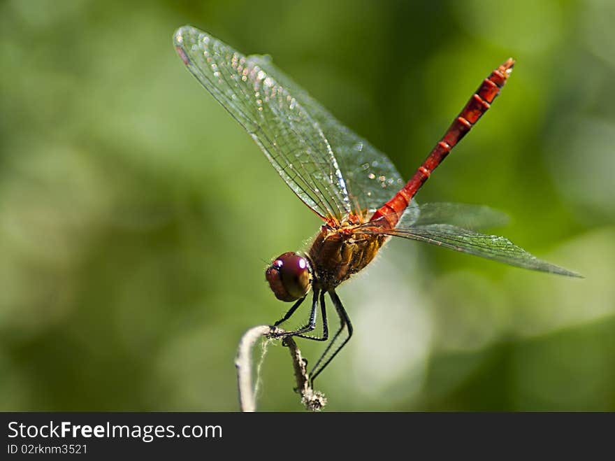 Image of a red dragonfly at rest.