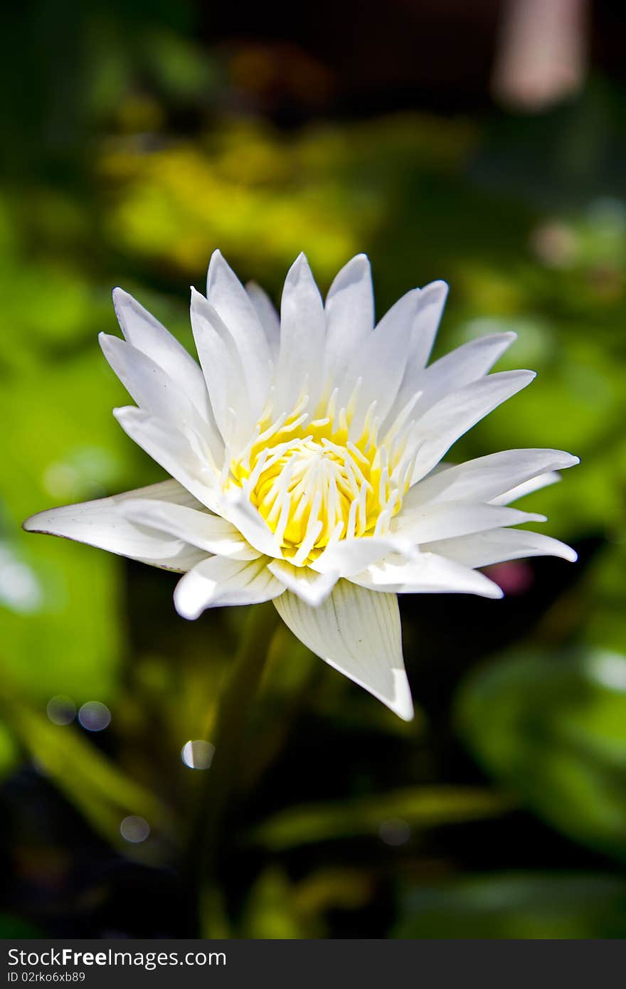 Thai White Lotus