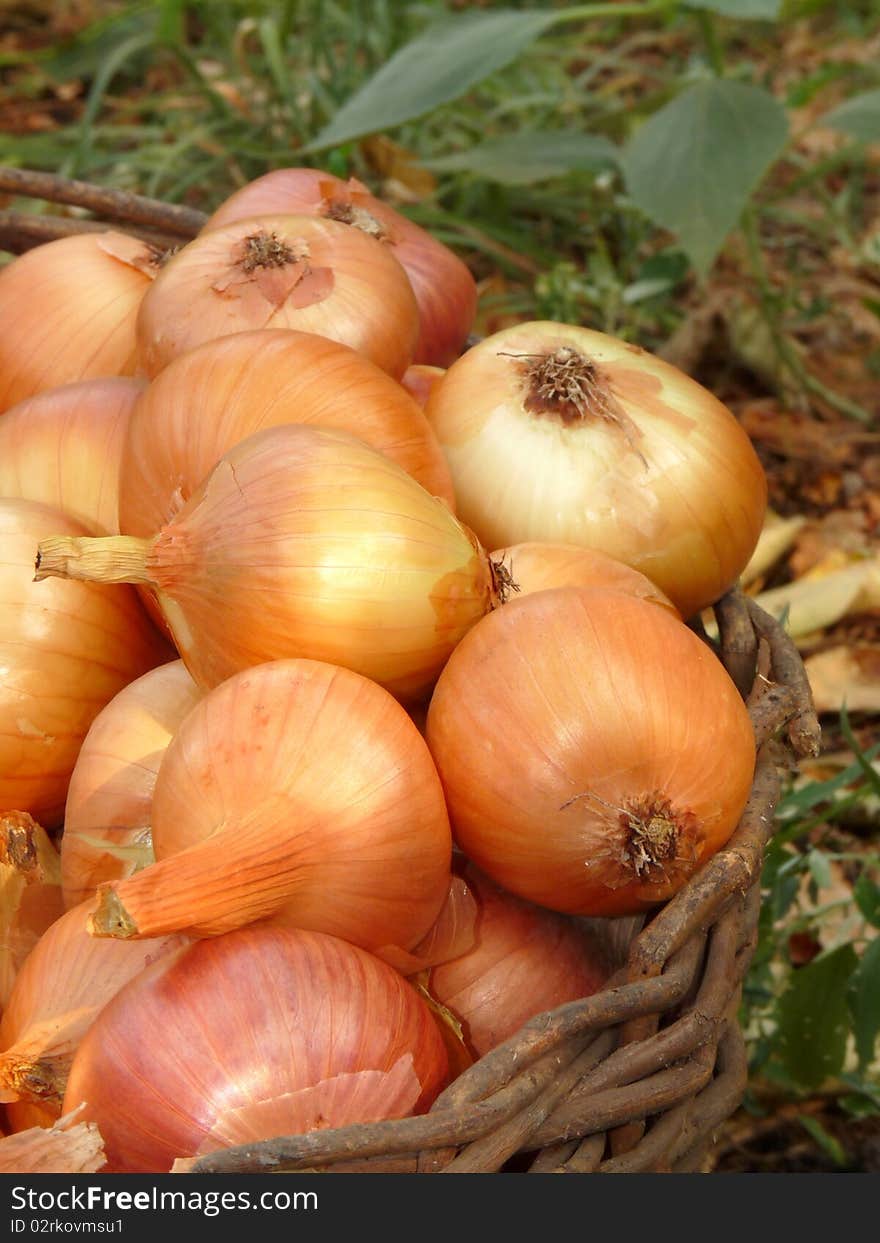 A basket of onions.