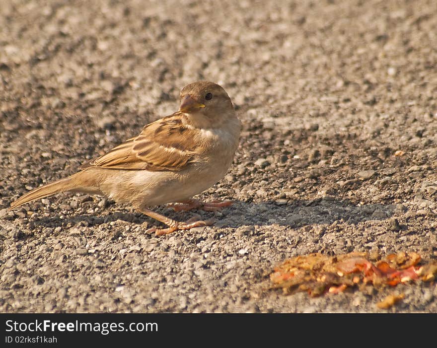 Female sparrow eating bird seed