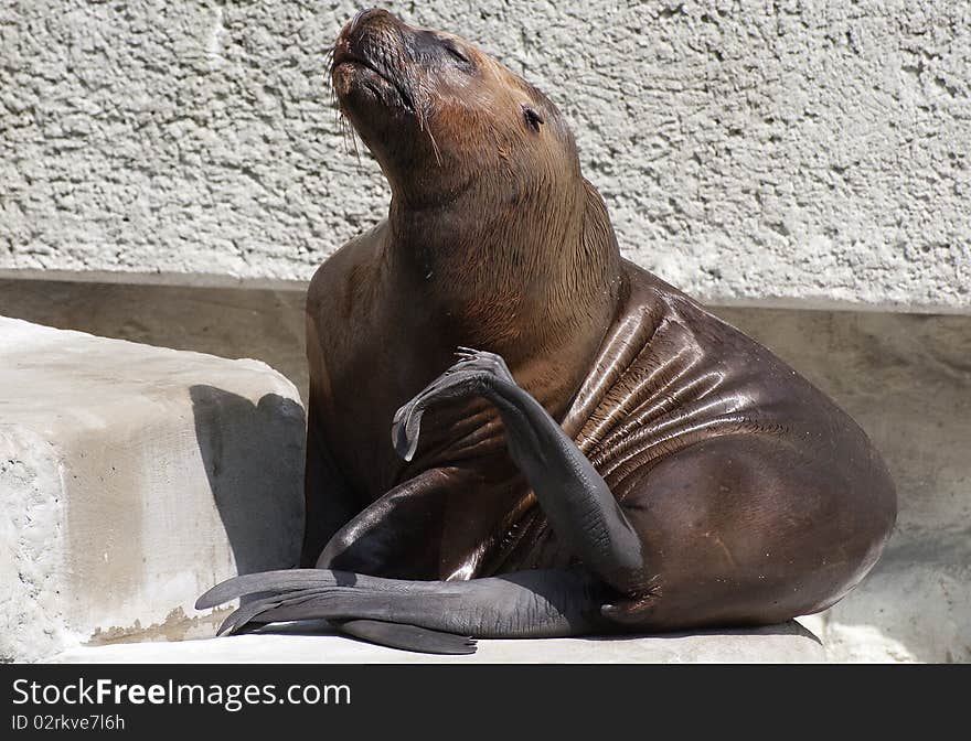 Wet sea lion is drying in the sun. Wet sea lion is drying in the sun