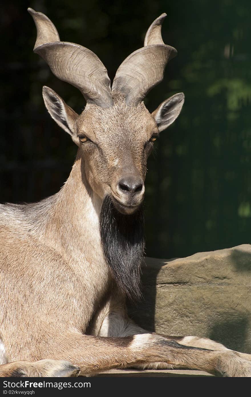 Portrait of a goat with twisted horns. Portrait of a goat with twisted horns