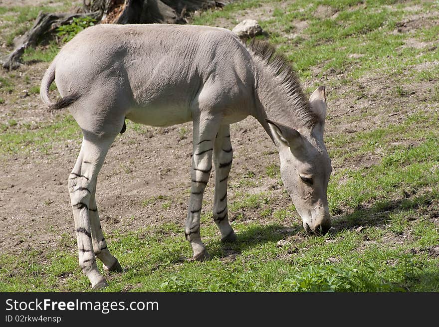 Young Somali Wild Ass is grazing