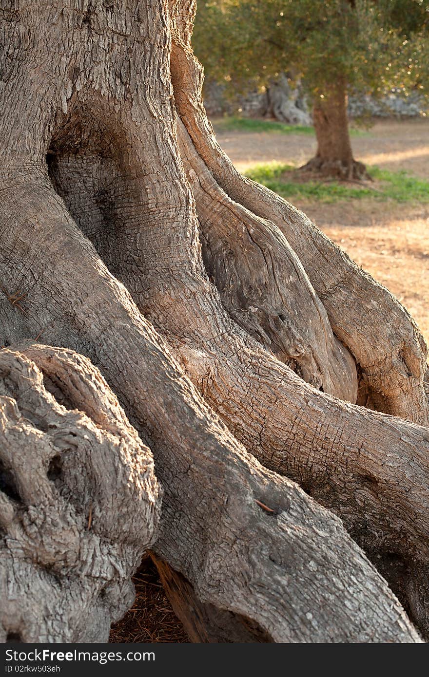 Centennial olive trees in Puglia, Italy, in the garden of a renovated farmhouse used as a residence