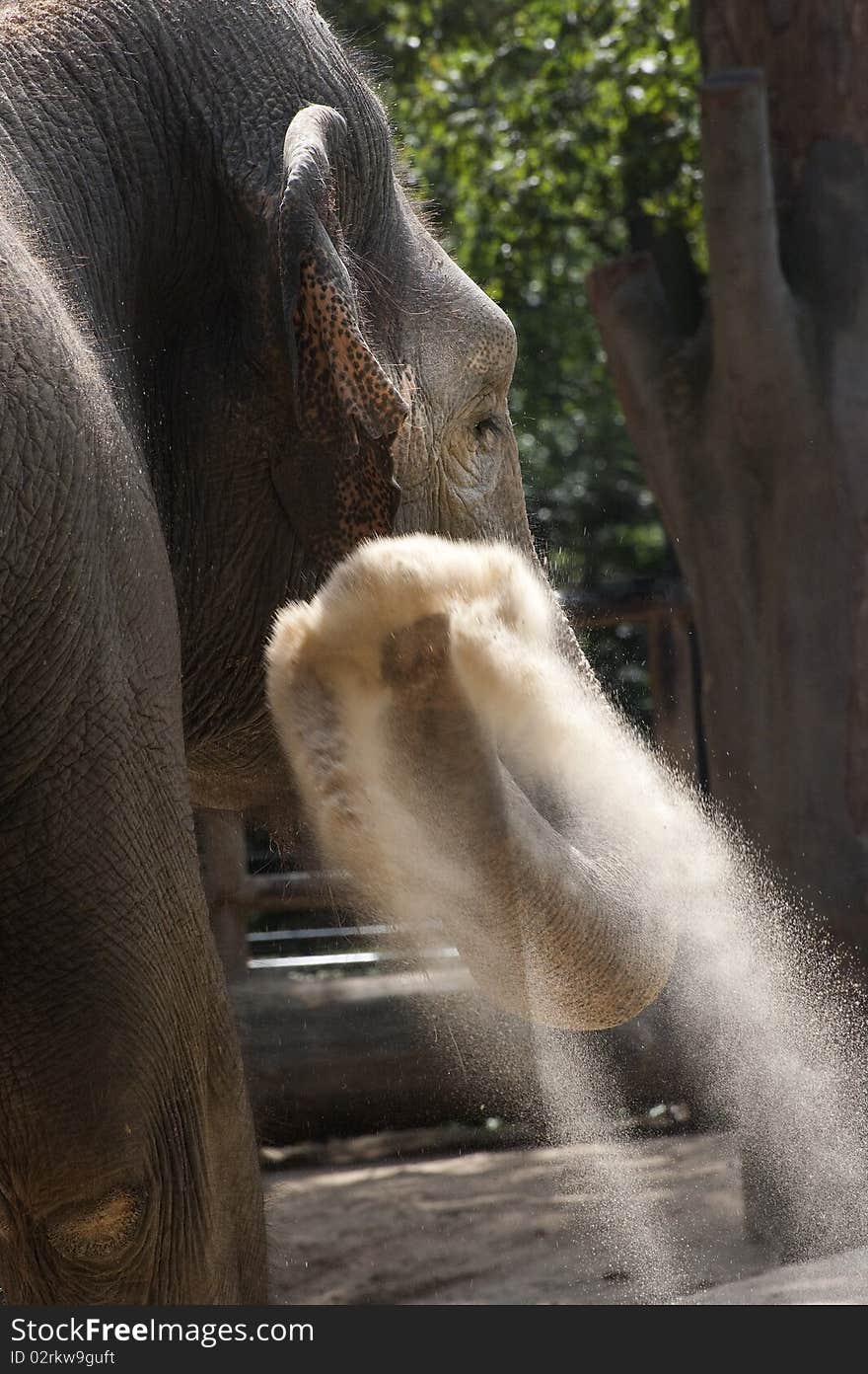 Elephant is powdering sand on herself. Elephant is powdering sand on herself