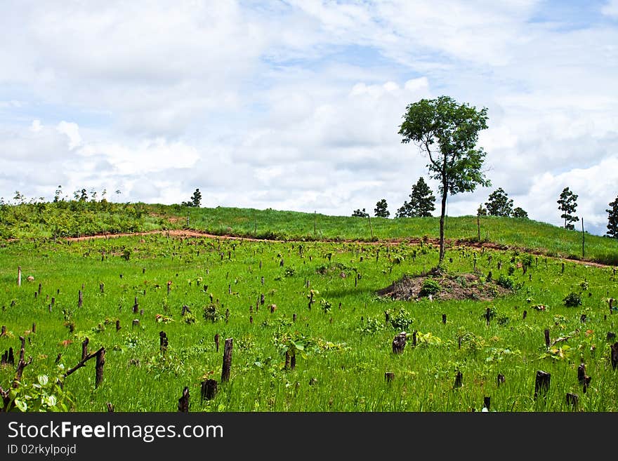 Summer landscape, possible use to background. Summer landscape, possible use to background