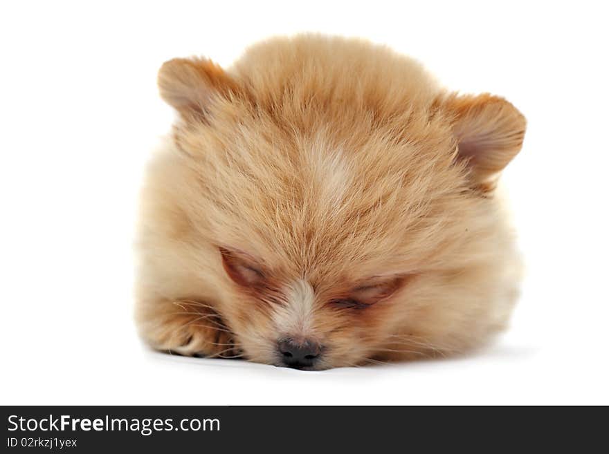 Puppy of spitz-dog (Dwarf Spitz, a.k.a. Pomeranian). 2 months old. Puppy of spitz-dog (Dwarf Spitz, a.k.a. Pomeranian). 2 months old