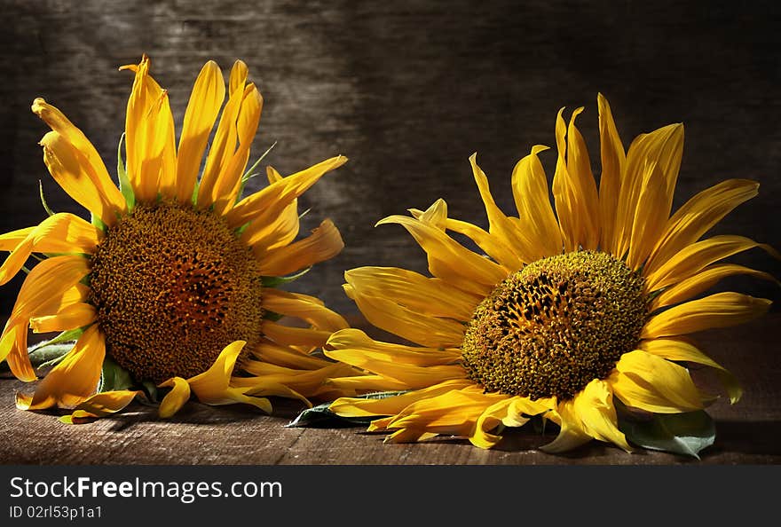 Sunflowers on dark background