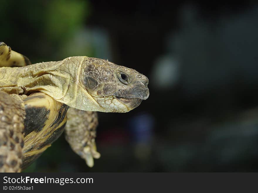 Grassland tortoise