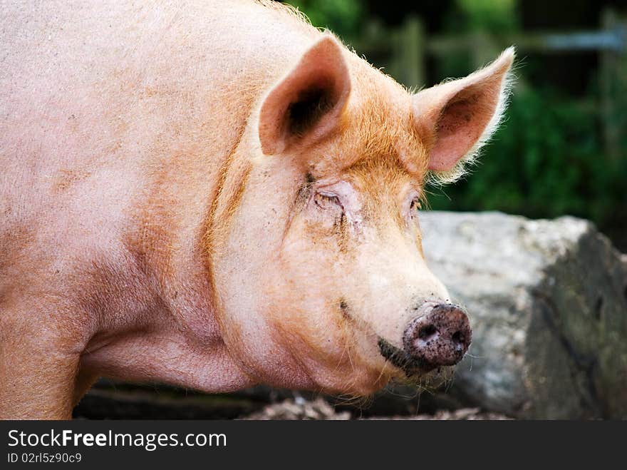 A horizontal image of a Tamworth pig with a funny expression on its face