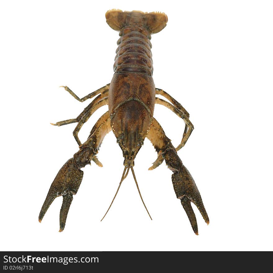 Big crayfish on white background