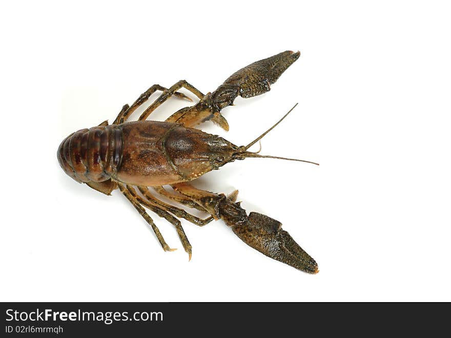 Big crayfish on white background