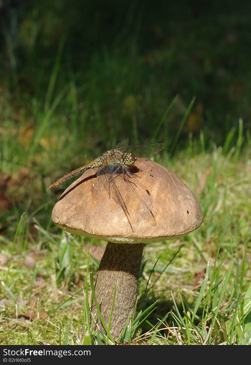 Sitting On Mushroom Dragon-fly