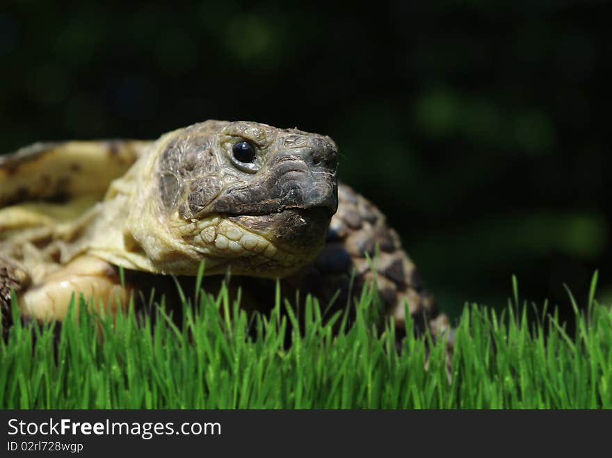 Grassland tortoise