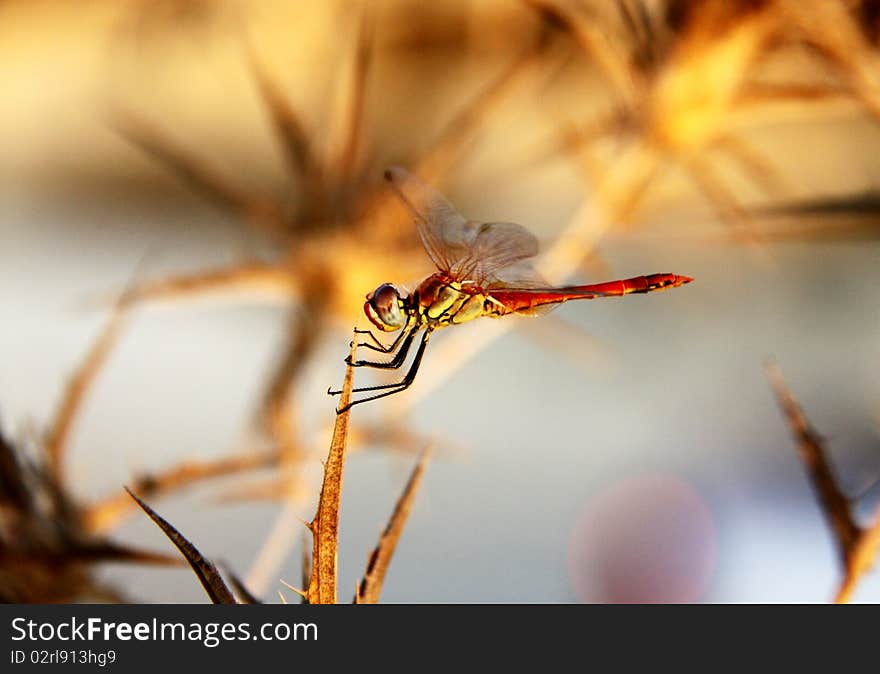 Colored Dragonfly