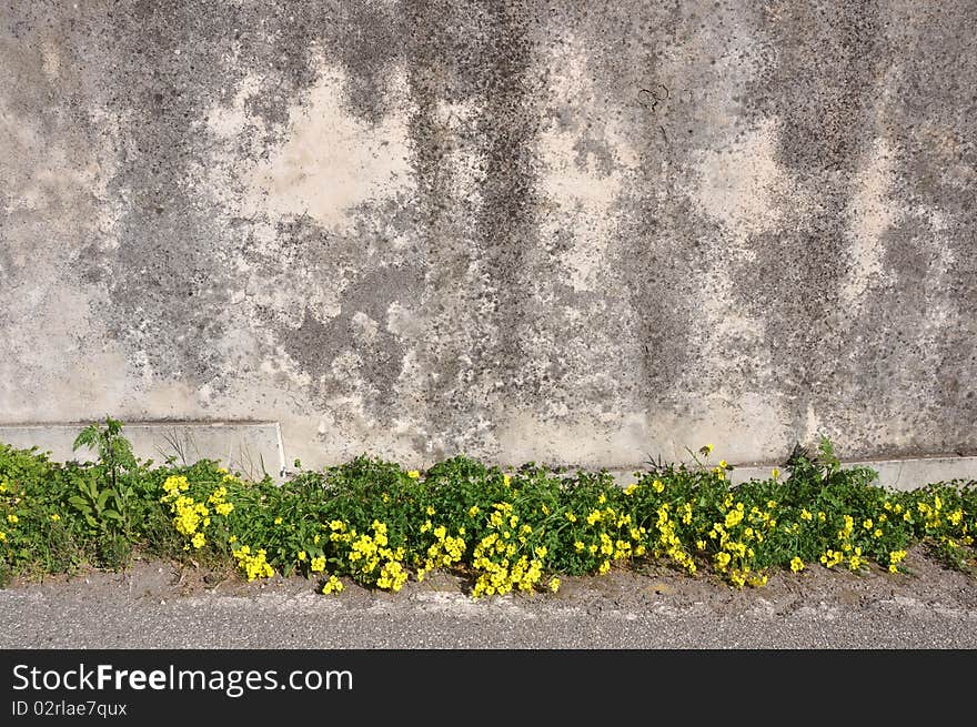 Wallflowers on bottom of grey concrete wall