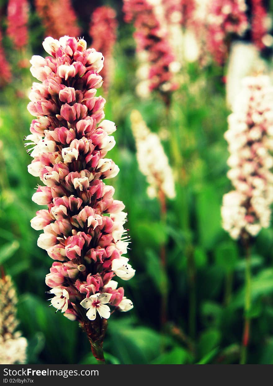 Pink & White Hayfield