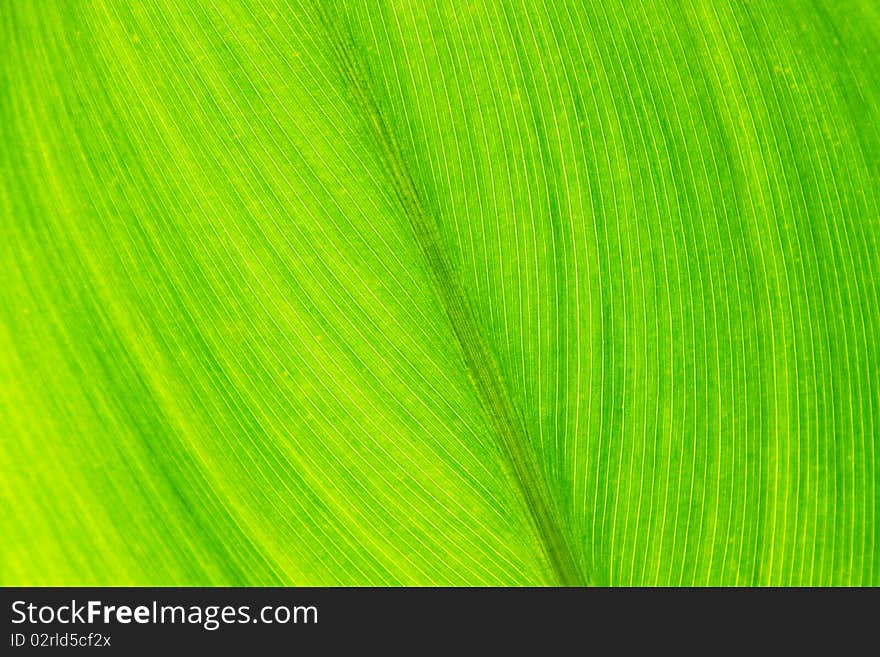 Green leaf with veins, close up