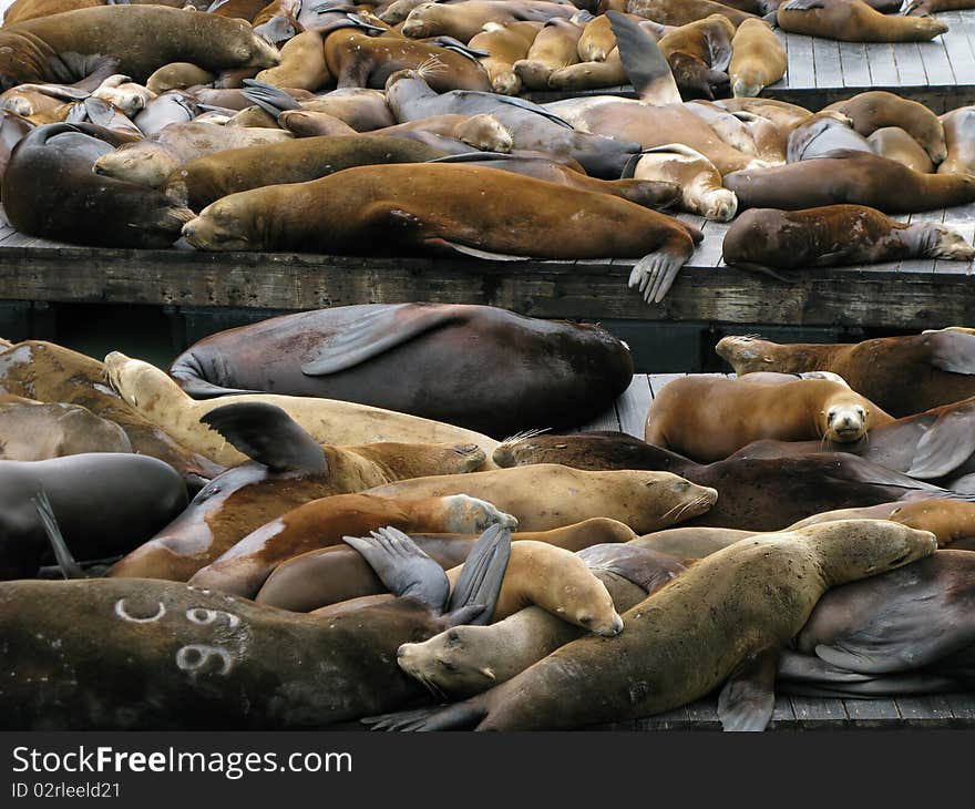 Sea lions