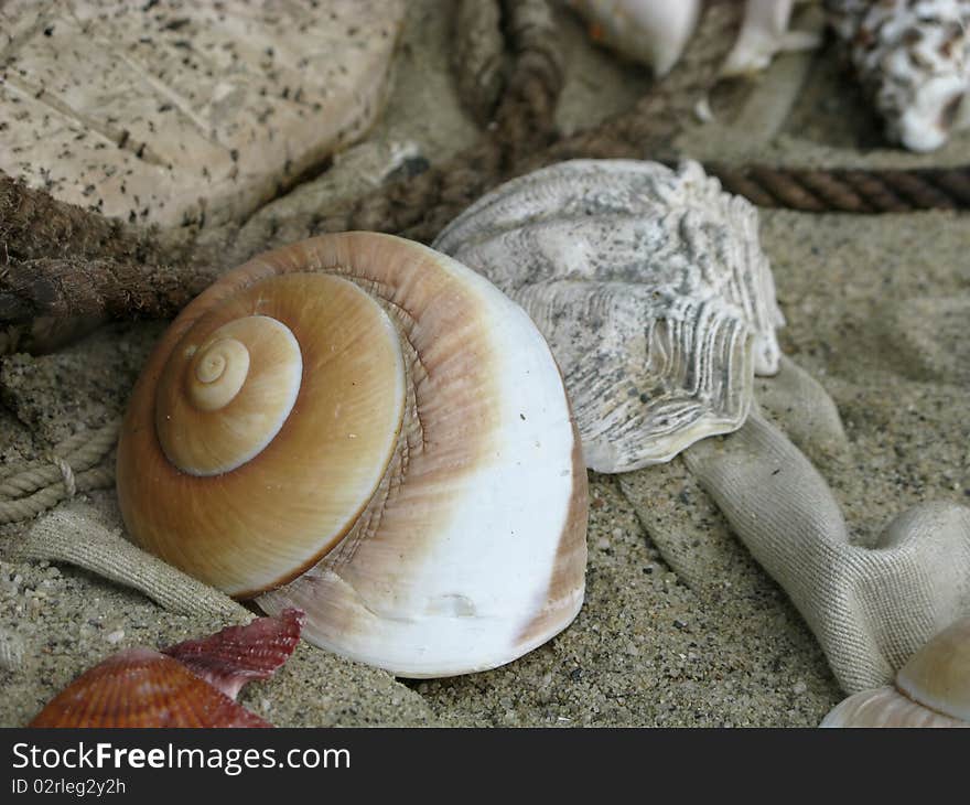 Shell on Beach with rope