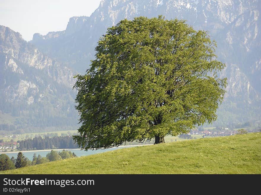 Single beech tree in germany at the alp mountains