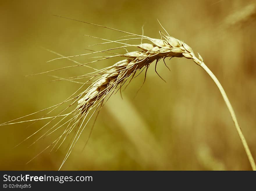 Detail of spikelet with dry corns