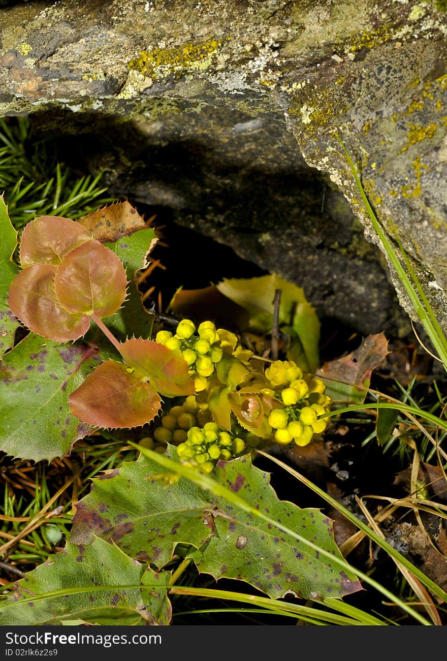 Oregon Hollygrape with flowers