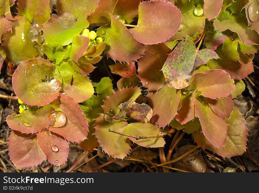 Leaves on oregon hollygrape (Mahonia repens) in fall color. Leaves on oregon hollygrape (Mahonia repens) in fall color.