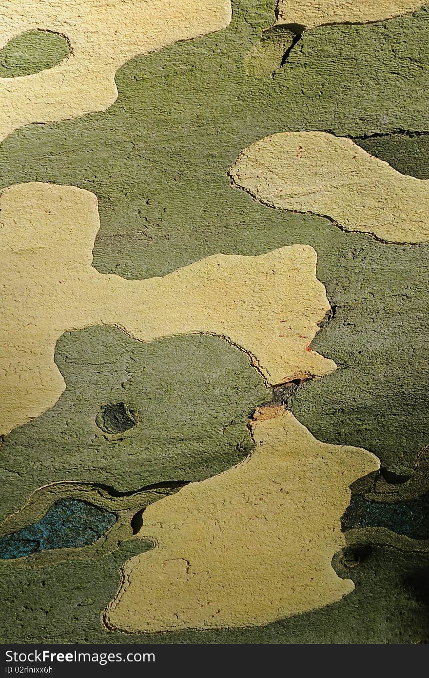 Close up of peeling bark of plane tree. The pattern of plane tree bark has been used for military camouflage. Close up of peeling bark of plane tree. The pattern of plane tree bark has been used for military camouflage.