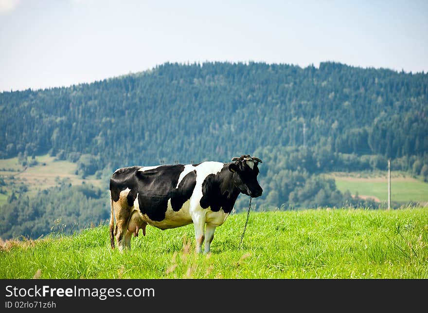 Cow on green mountain pasture